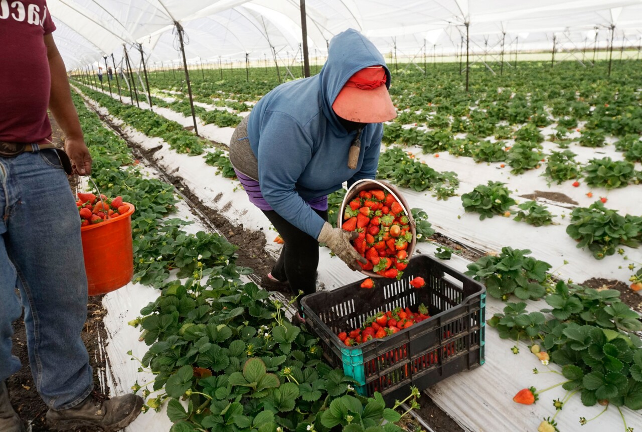 México le arrebata mercado agro a Florida y le cuesta hasta 1,140 mdd al año